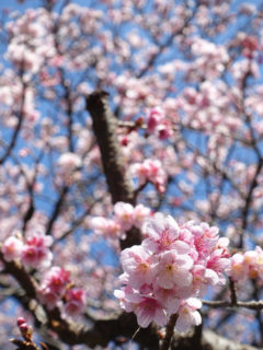 河津桜