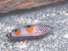 カンムリベラ幼魚＃IOPダイビングツアー