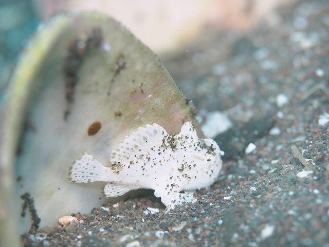 ちっちゃくって白くってかわいい子。