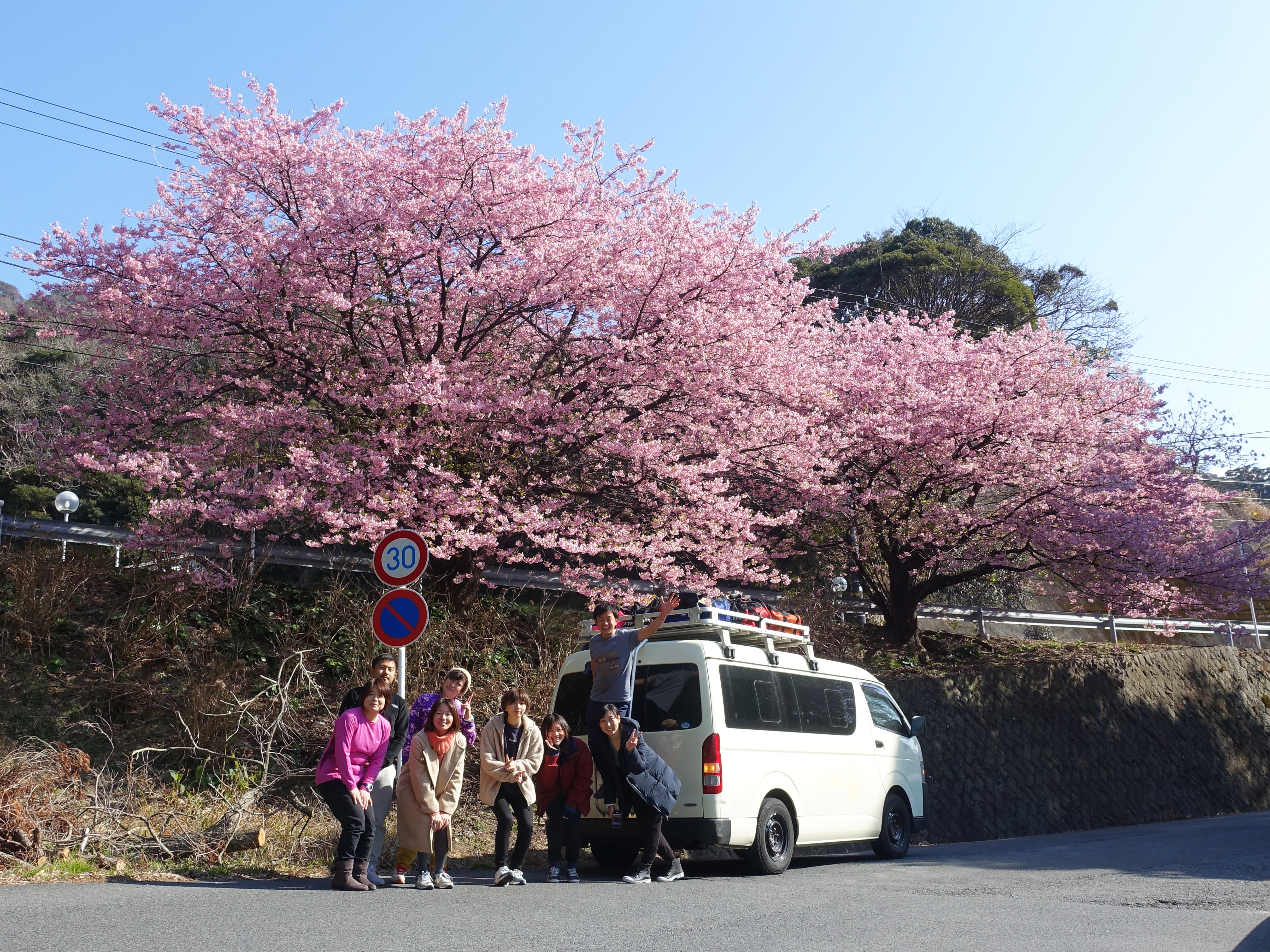 河津桜の下で