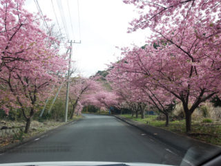 桜並木