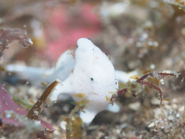 イロカエルアンコウ幼魚＃井田ダイビングツアー