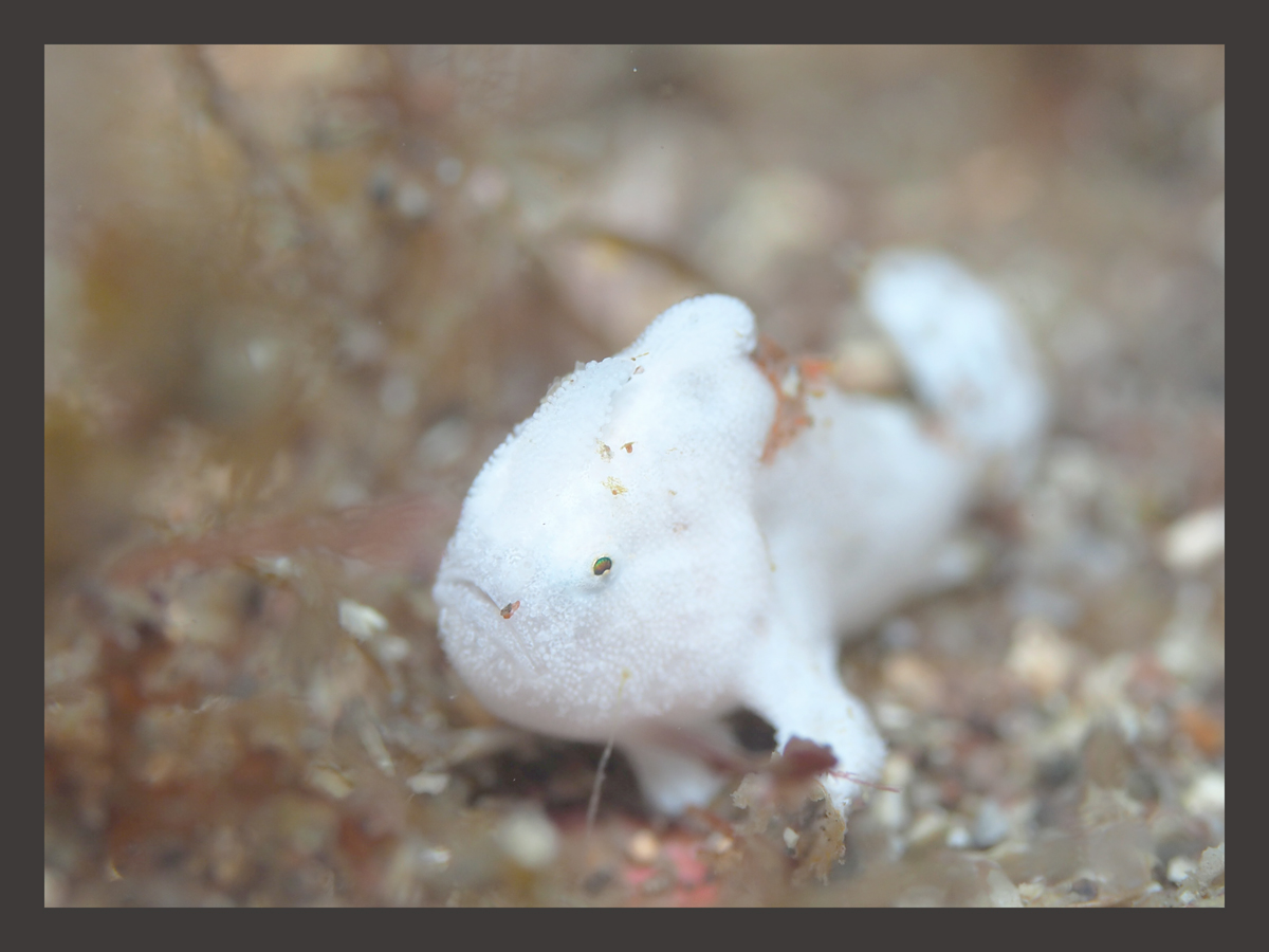 イロカエルアンコウ　　byひろこ