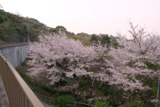 桜が満開