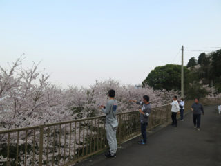 お花見