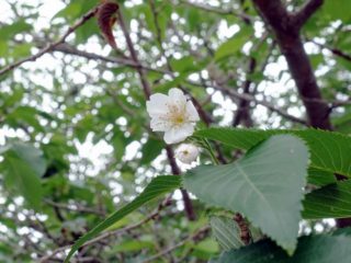 桜＃田子＃伊豆の四季