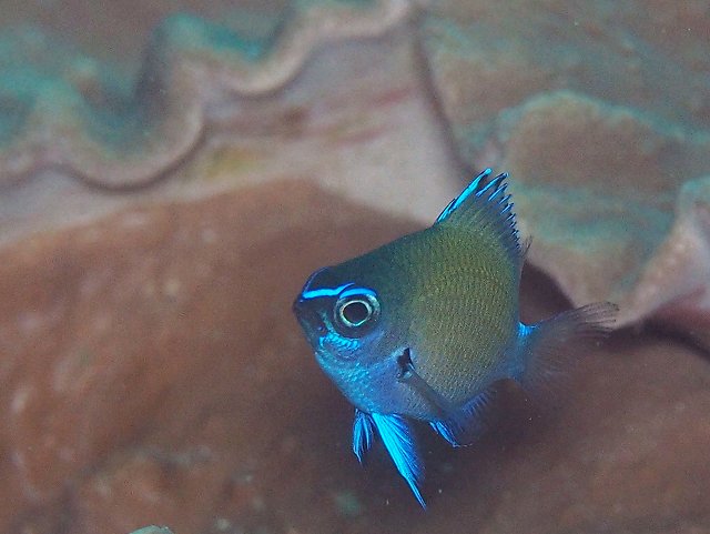 アマミスズメダイ幼魚＃田子島ダイビングツアー