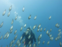 魚とゴマちゃん