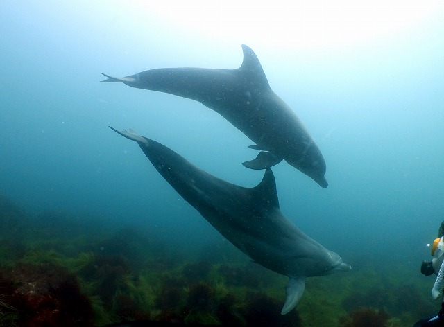 イルカのカップルと遭遇＃初島ダイビングツアー