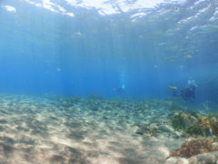 浅場も光がさして綺麗