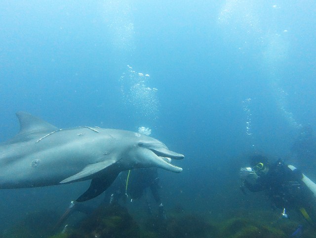イルカの舌＠初島ダイビング