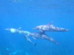 乳飲み子イルカ＠御蔵島ドルフィンスイム