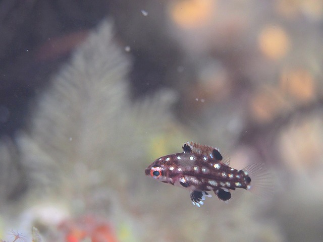 モンツキベラ幼魚＃田子ダイビング