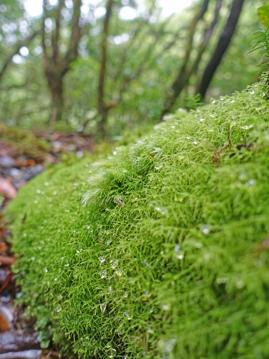 苔に水滴る