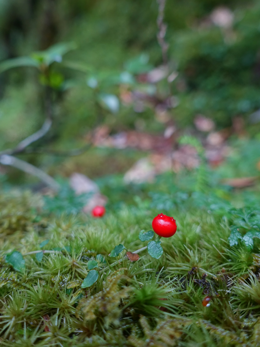 苔と共生の植物