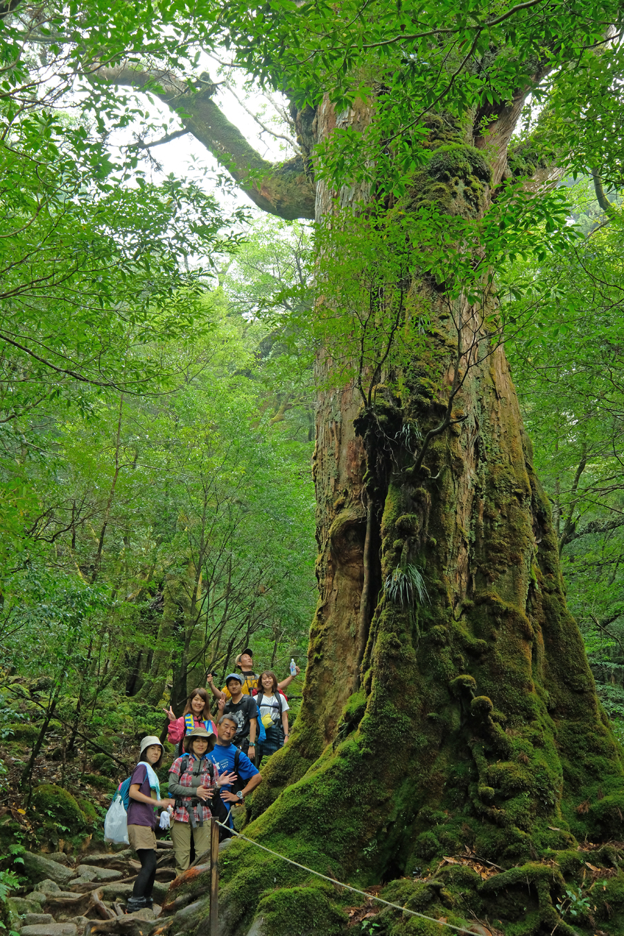 2000年の樹命