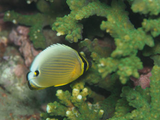 ミスジチョウチョウウオ幼魚