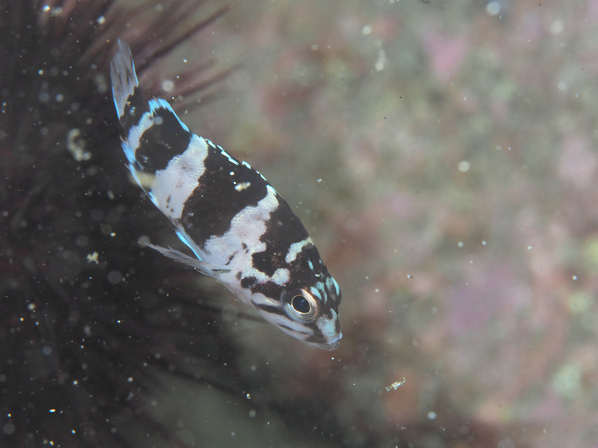 キツネメバルの幼魚