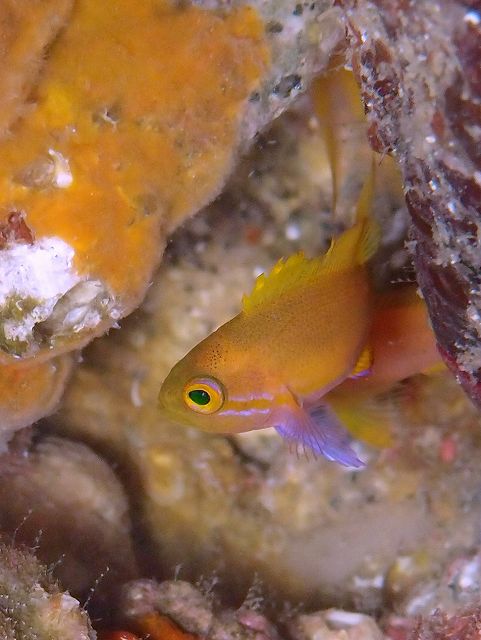 スミレナガハナダイ幼魚＃田子ダイビングツアー