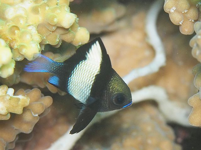 フタスジリュウキュウスズメダイ幼魚＃田子ダイビング