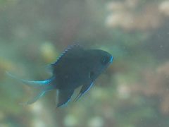 シコク？オナガ？スズメダイ幼魚＃田子ダイビング