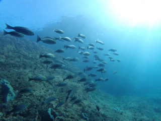 地形だけじゃない、魚だって。