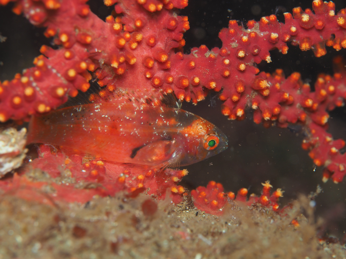 新種かと色めき立ったウイゴンべ幼魚