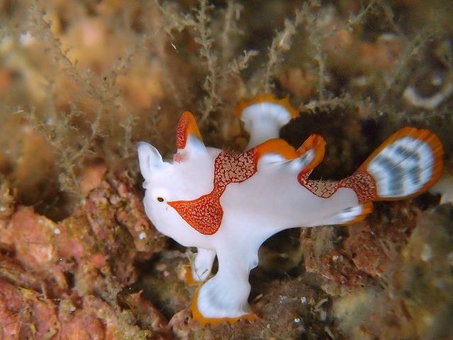 クマドリカエルアンコウの幼魚