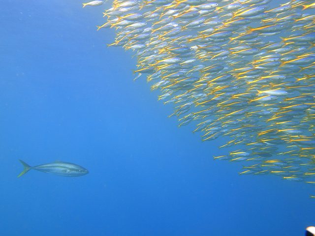 ブリのアタックとタカベ