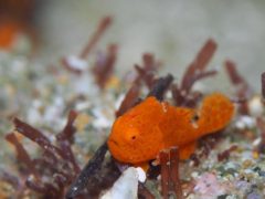 オレンジのイロカエルアンコウ幼魚