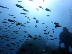 田子の魚影