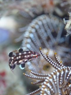 田子のモンツキベラ幼魚