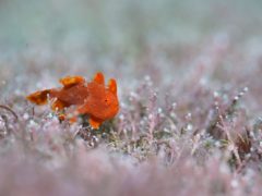 伊豆の海でイロカエルアンコウ幼魚