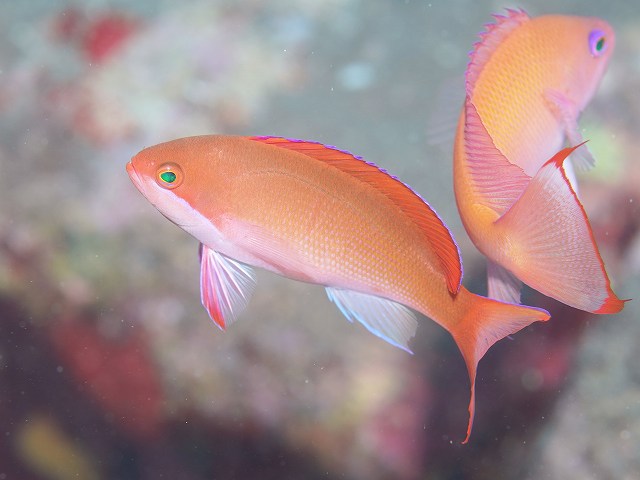 カシワハナダイとケラマハナダイ