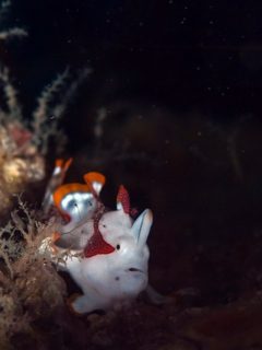 井田のクマドリカエルアンコウ幼魚