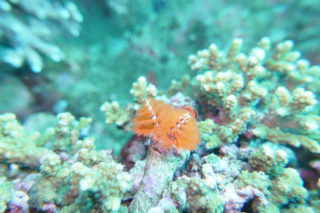 水中に咲く花