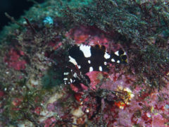 シロブチハタ幼魚