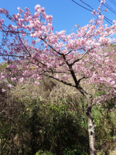 河津桜