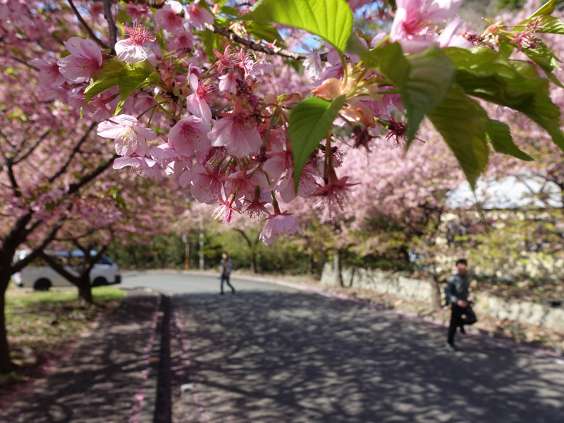 桜の後ろに