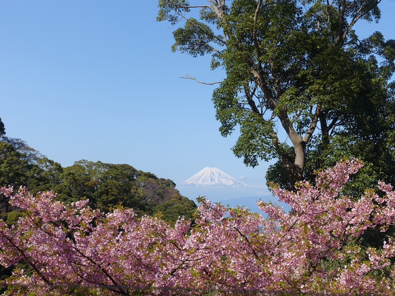 桜の合間から・・・