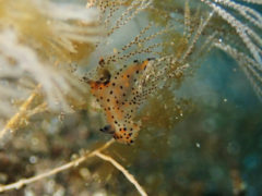 フジタウミウシ属1種の2