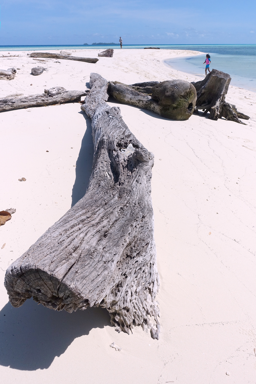 ロングビーチの流木