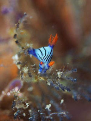 クロスジリュウグウミウシ