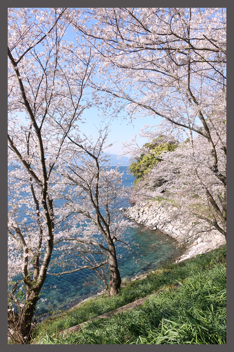 駿河湾を桜が覆う