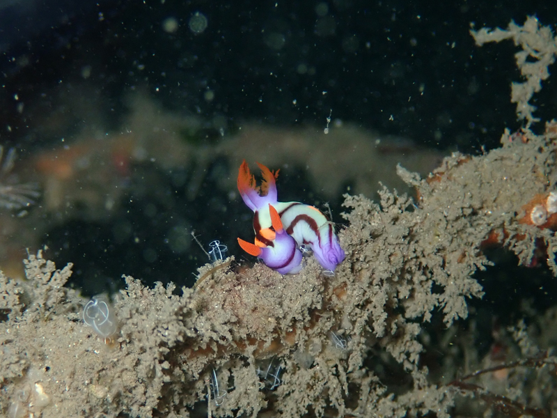 ぼくの好きなセトリュウグウウミウシ