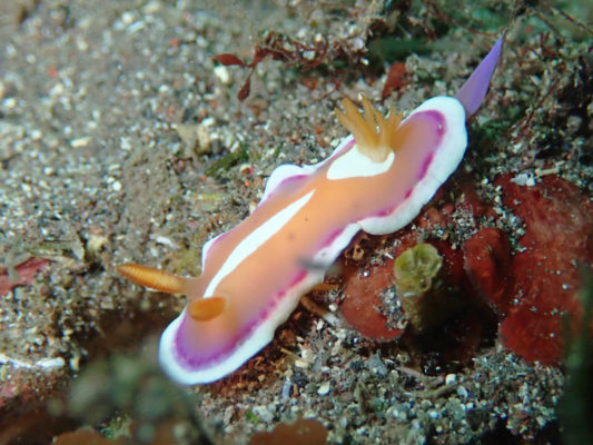 ウミウシの飼育 東京都世田谷のダイビングスクール Ocean Tribe オーシャントライブ