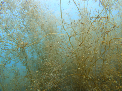 浅場の海藻