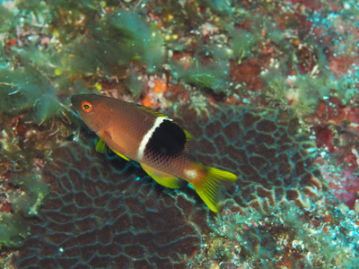 タキベラ幼魚