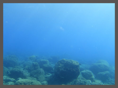 太陽の光を浴びるウミガメ