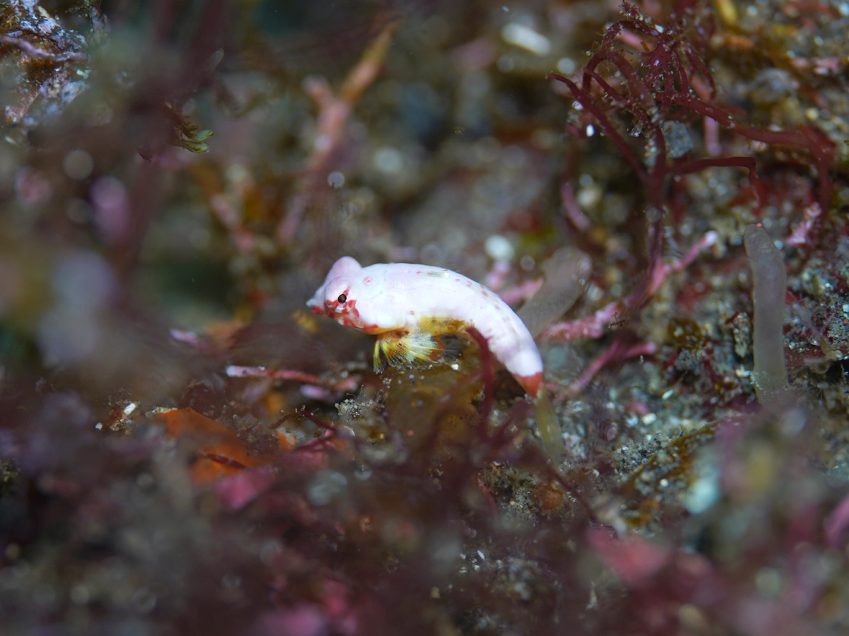 ミヤケテグリ幼魚　byせつこ